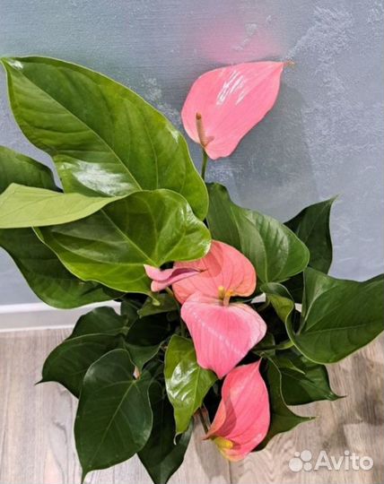 Антуриум Пинк Эксплоужен