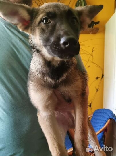 Щенки в добрые руки