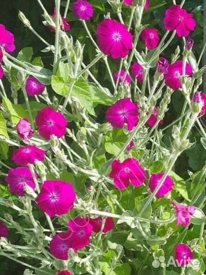 Многолетние цветы