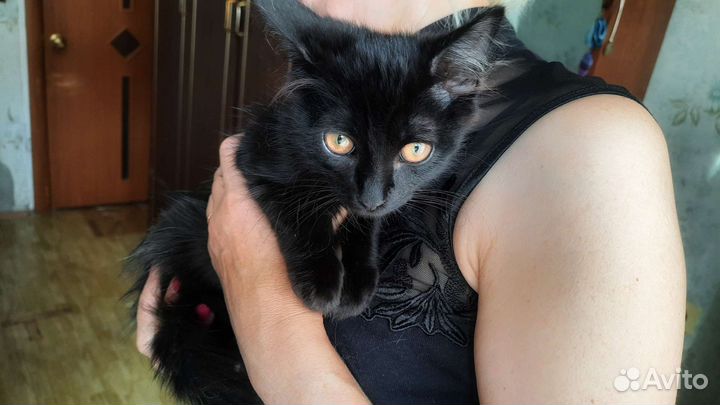 Котята 2.5 месяца