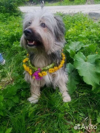 Собака метис не большая в добрые руки