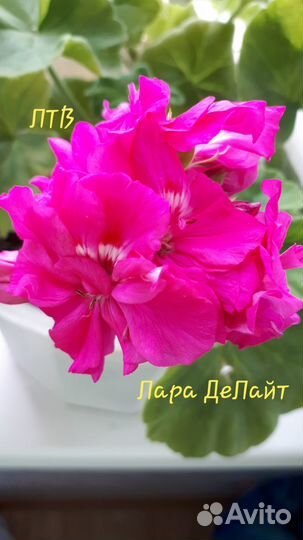 Пеларгония Лара Делайт