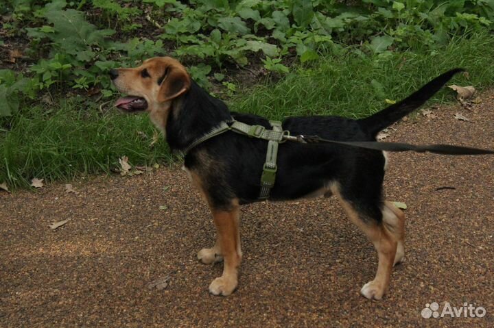 Щенки бесплатно