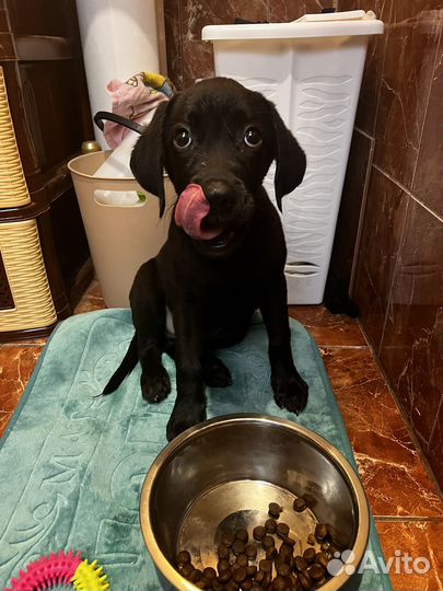Щенок лабрадора 3 месяца