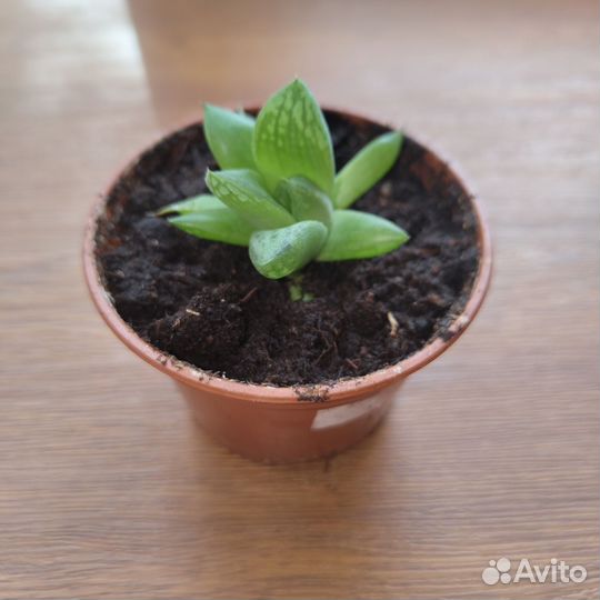 Суккуленты