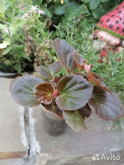 Бегония вечноцветущая