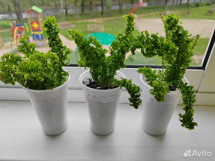 Папоротник кудрявый