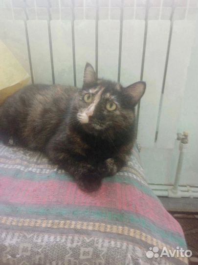 Кошечка Софа в добрые и ответственные руки