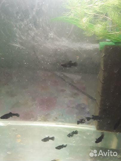 Аквариумные рыбки