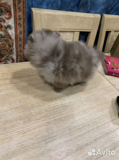 Померанский шпиц лиловый шоколадный мерль с голубы