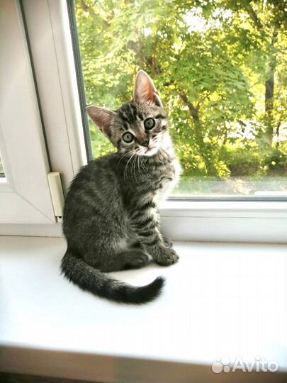 Малыш в добрые руки