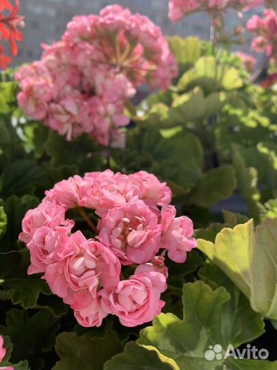 Пеларгония зональная,королевская,плющелистная