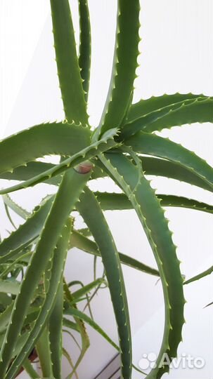 Алоэ столетник