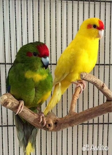 Попугай Корелла, неразлучник, волнистый,какарик