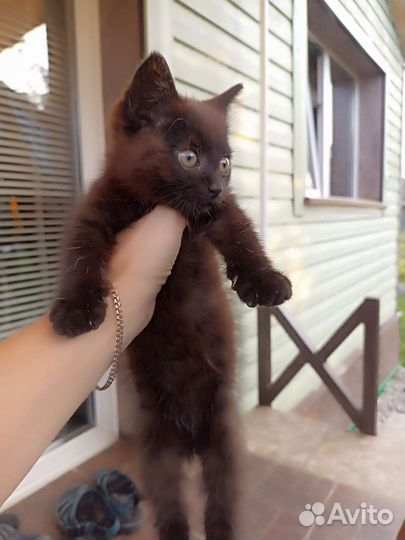 Кошка в дар бесплатно