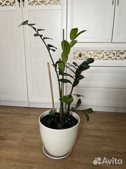 Замиокулькас в керамическом горшке