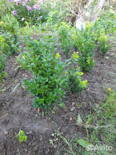 Саженцы самшита