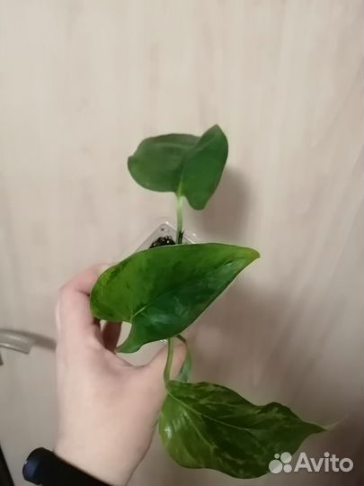 Эпипремнум Марбл Грин