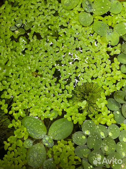 Растение «Пистия»