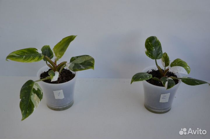 Филодендрон Белая принцесса