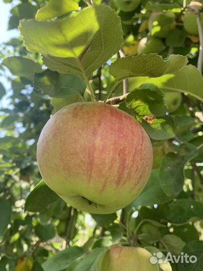 Яблоки домашние