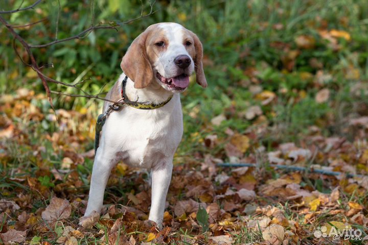 Симба ищет новый дом