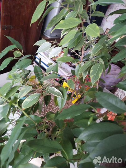 Фикус бенджамина большой