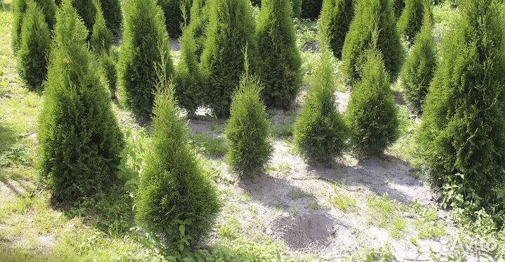 Туя Смарагд