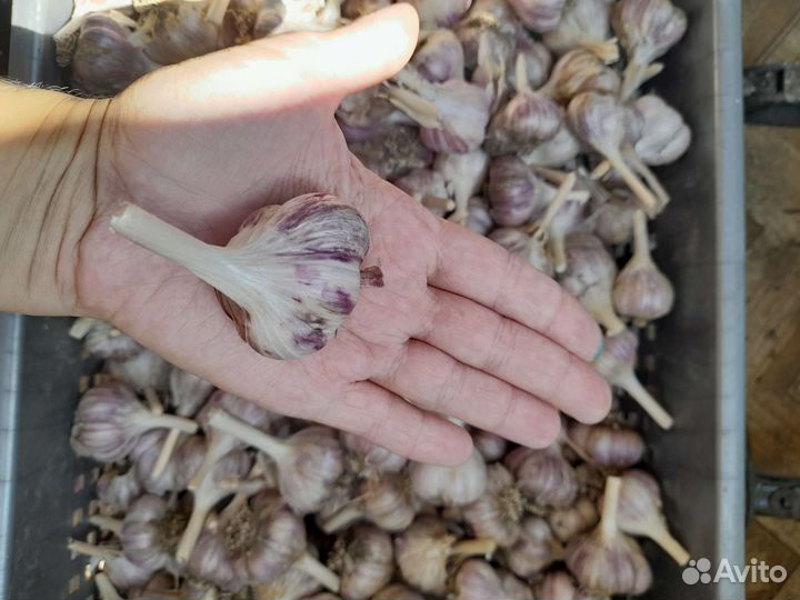 Чеснок мелкий