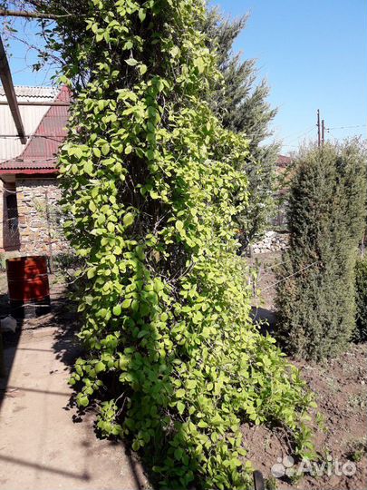 Лимонник Дальневосточный(Китайский)