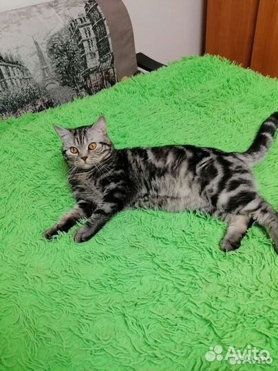 Котята шотландские