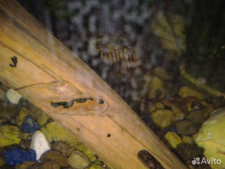 Креветки вишенки