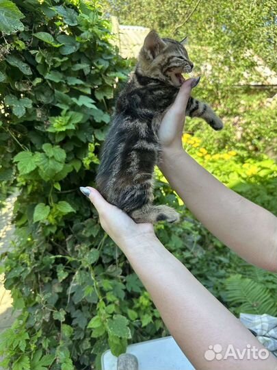 Котенок бенгальский