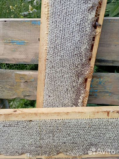 Рамка меда в сотах