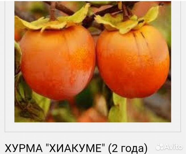 Саженцы Хурмы Хиакуме,Ромашка,Шоколадка, Королёк