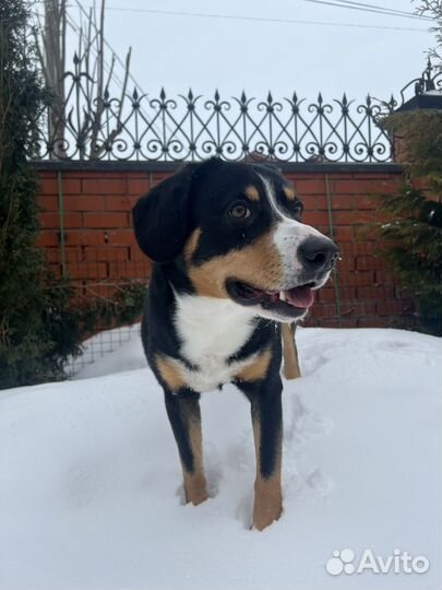 Энтлебухер зенненхунд, вязка, кобель