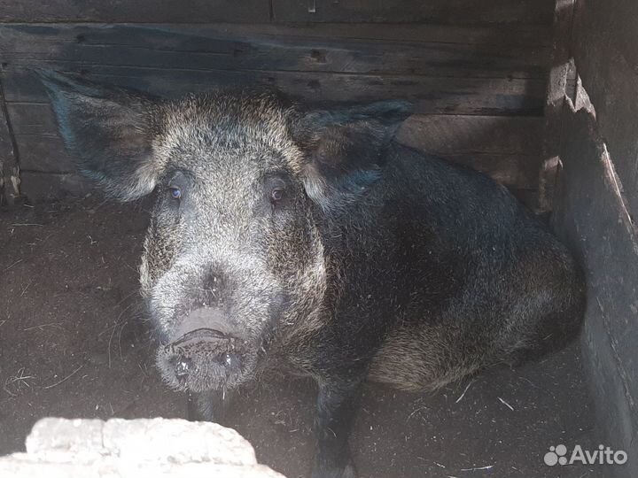 Хряк венгерской мангалицы и Свиноматка Ландрас