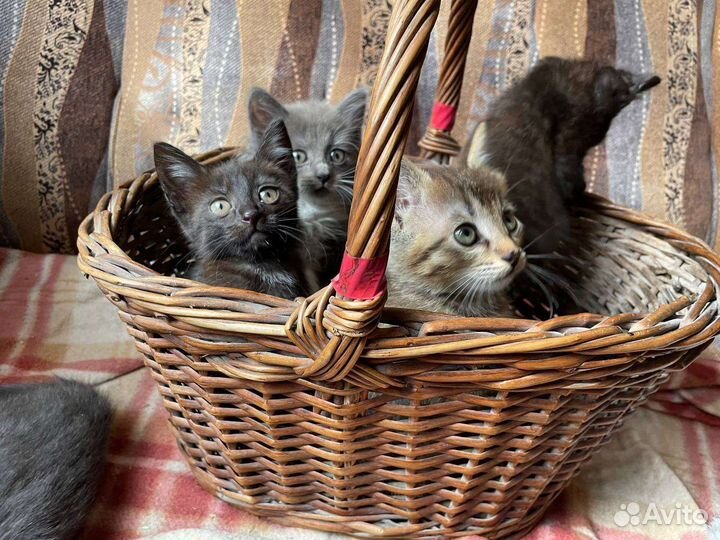 Котята в добрые руки