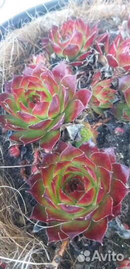 Суккуленты *каменная роза*