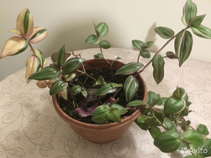 Традесканция пёстролистная