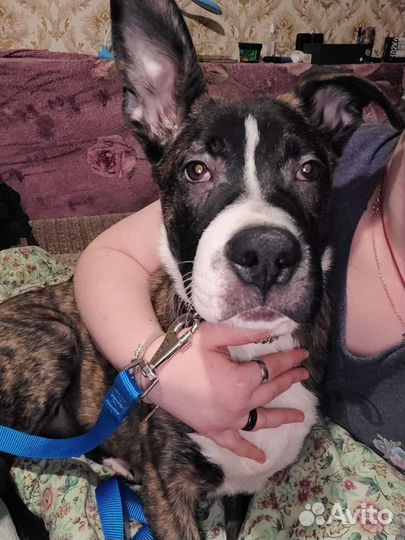 Щенок метис питбуль