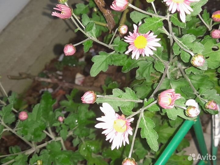 Гинкобилоба.Эхинацея.Хризантемы