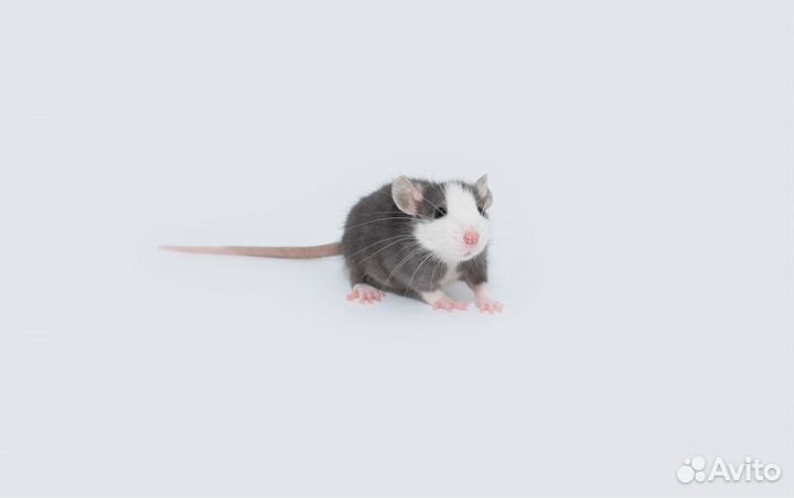 Крысы дамбо. От 1 месяца. Питомник. Доставка по РФ