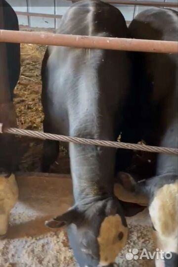 Продаю всё хозяйство 76голов