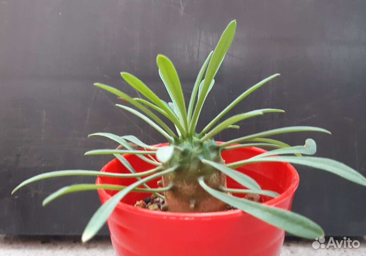 Эуфорбия Euphorbia japonica