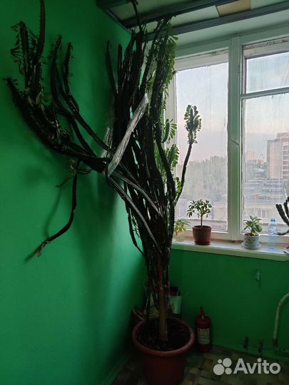 Кактус Молочай