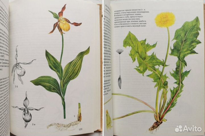 Винтажная книга с ботаническими иллюстрациями