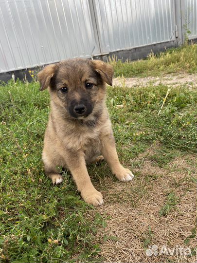 Собака в добрые руки отдам бесплатно