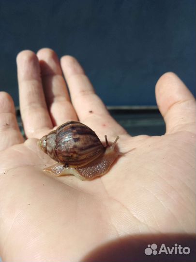 Улитки ахатины
