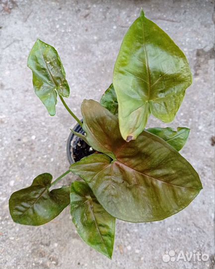 Сингониумы